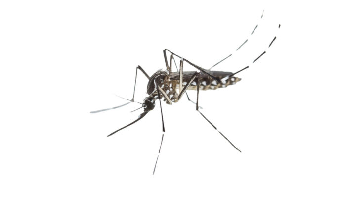 Santa Marta, segunda con menor incidencia de dengue en la Costa